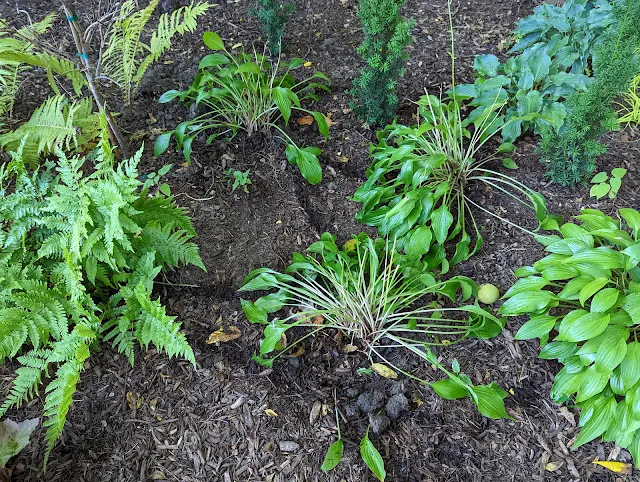 Lancifolia Hosta after Fall Division