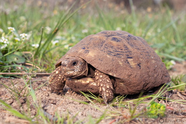 Griechische Landschildkröte - Testudo hermanni