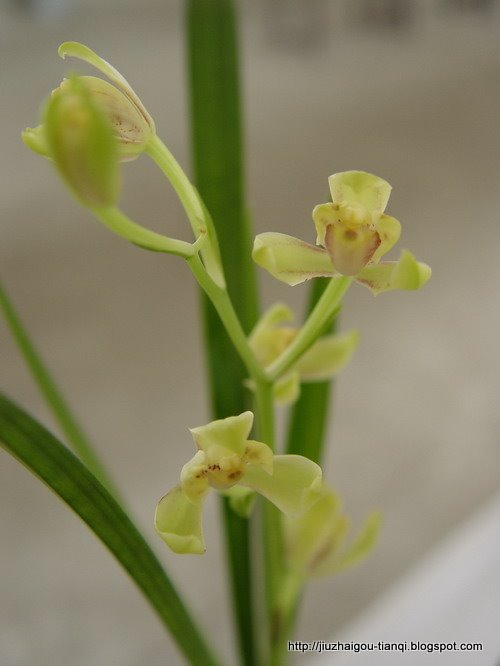 兰花-花:hua-09020511454230