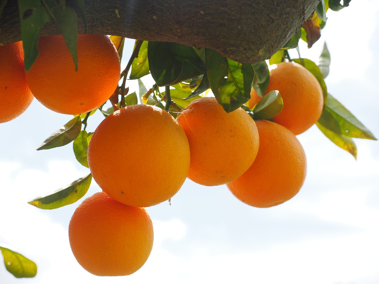 Ειδήσεις και πληροφορίες σχετικά με τα εσπεριδοειδή (πορτοκαλιές, μανταρινιές, λεμονιές, γκρέιπφρουτ), την καλλιέργεια και τα προϊόντα τους
