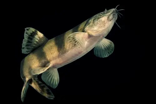 Rare Loche fleur impériale ( Leptobotia elongata ) :