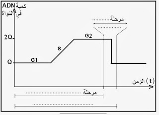 ADN - cycle cellulaire 