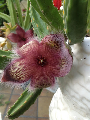 Asclepiadaceae Stapelia Cactus Flowers - Perennial Succulents