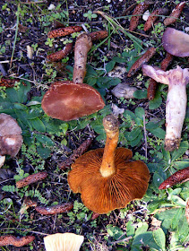 Cortinarius.  Indre et Loire, France. Photographed by Susan Walter. Tour the Loire Valley with a classic car and a private guide.
