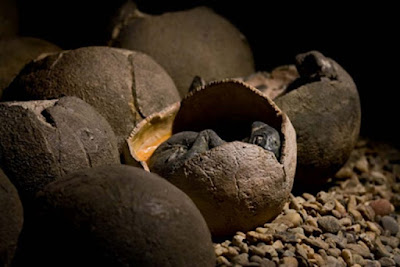 Chinese Boy Accidentally Finds 66-Million-Year-Old Dinosaur Eggs