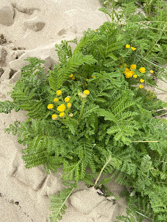 Asteraceae - Tanacetum camphoratum - Dune tansy plant