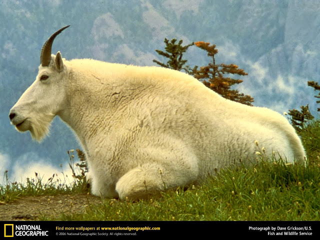 mountain goat wallpaper