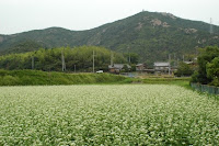 蕎麦田と高御位山