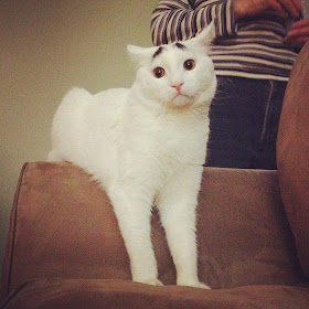 Sam the cat with eyebrows, funny cats, cat with eyebrows pictures, cat photos