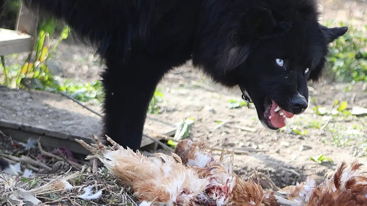 dog aggressive solutions 2