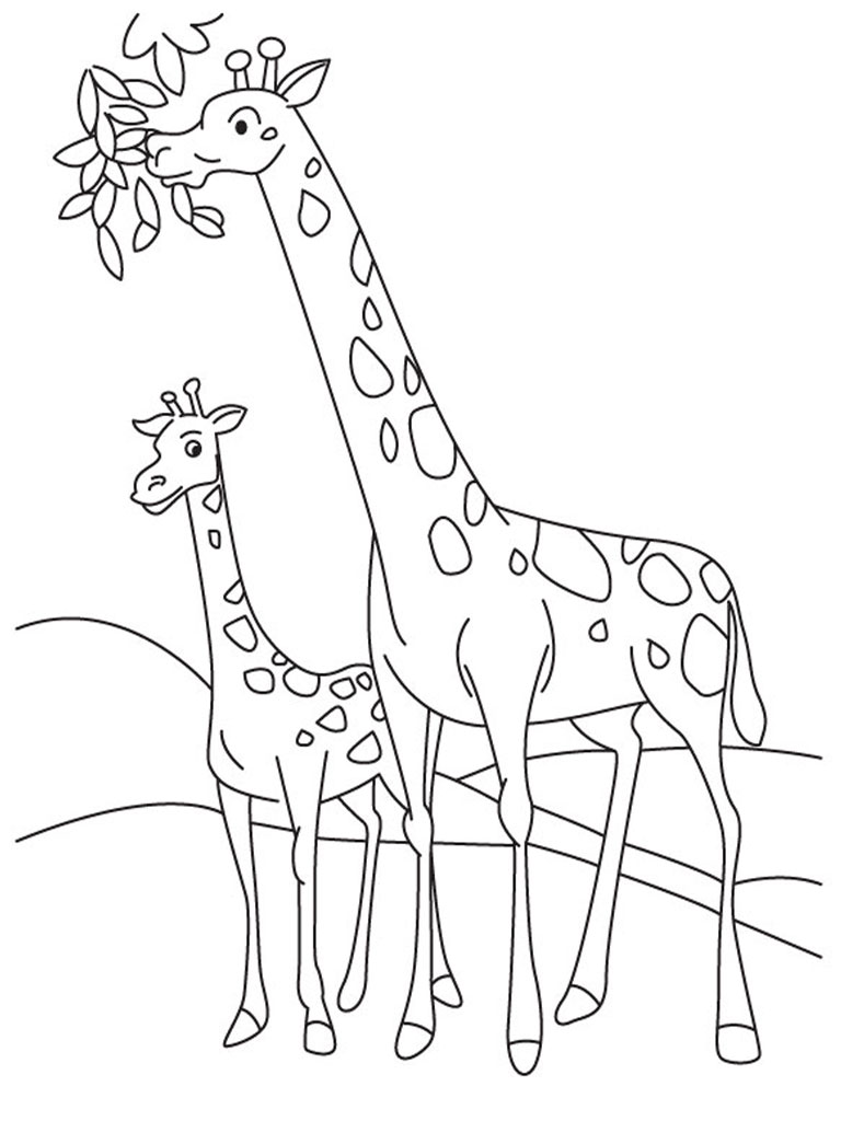 Giraffe Coloring Pages Realistic  Realistic Coloring Pages