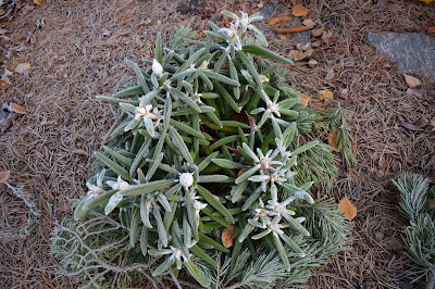 Rhododendron 'Ken Janeck'