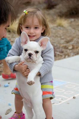 French bulldog puppies