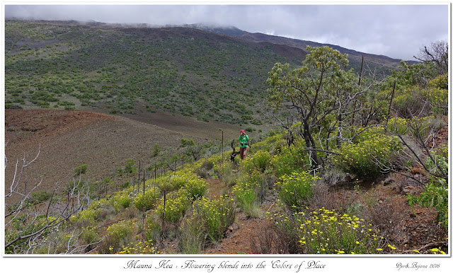 Mauna Kea: Flowering blends into the Colors of Place