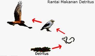 Rantai makanan Detritus adalah