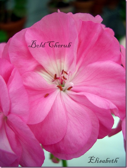 Pelargoner okt 09 071