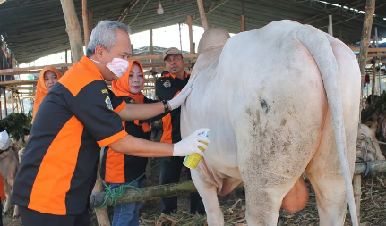 Dispertan Gresik Periksa Hewan Kurban