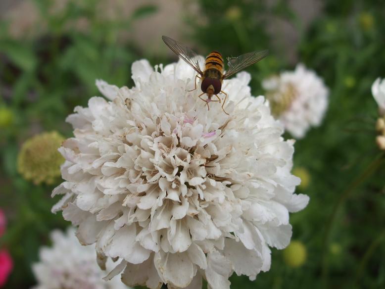 夏の庭の虫事情 夏の庭の虫事情