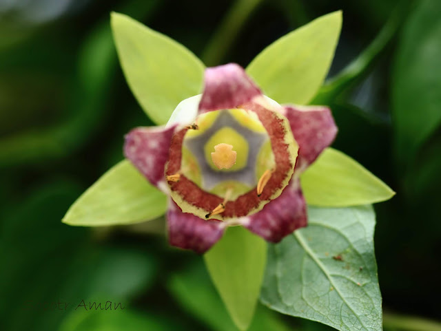 Codonopsis lanceolata