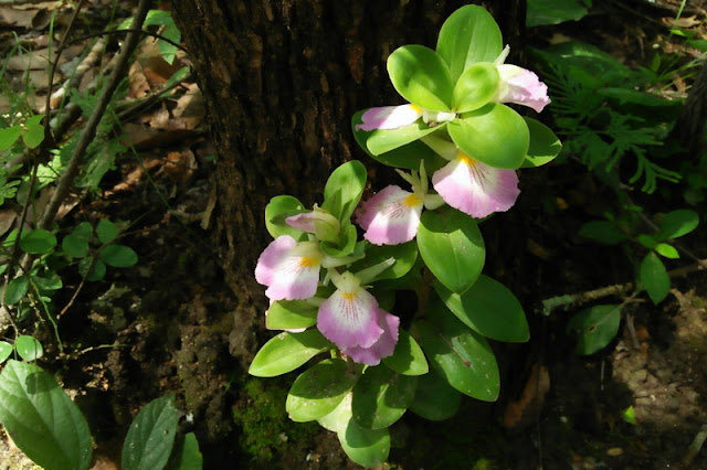 mae wang national park, maewang national park, mae-wang national park, mae-wang