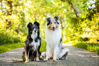 manter o peso de cães