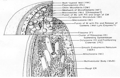 Fungi : Struktur Sel, Dinding Sel, Organel, Contoh, Hifa 