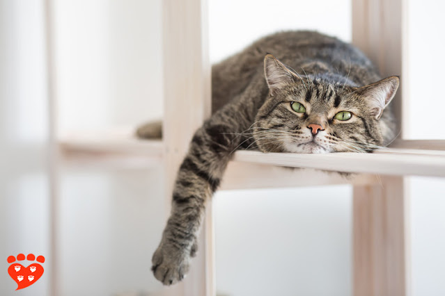 A tabby cat relaxes on a shelf