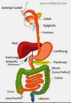 Berbagi Ilmu Sistem pencernaan 