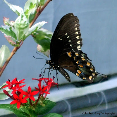 Spicebush Swallowtail Butterfly