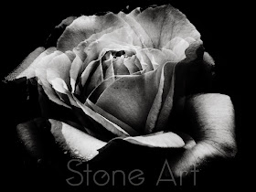 Joshua Harman, Stone Art, Stone @rt, Canvas City, Art Installations, Stone Rose, Rose, Rose Prints, Art Prints, Digital Prints