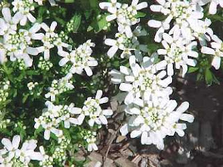 Candytufts