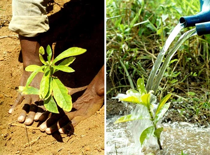 Photographer And His Wife Planted Two Million Trees In 20 Years To Restore A Destroyed Forest