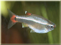 White Cloud Fish Pictures