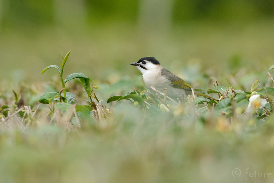 Taivani bülbül, Pycnonotus taivanus, Styan's Bulbul, Taivan, Formosan, Taiwan black headed