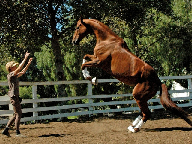 Lukas é o cavalo mais inteligente do mundo de acordo com o Guiness