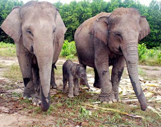 Tourist Information: Gajah Sumatra or Elephas Maximus.