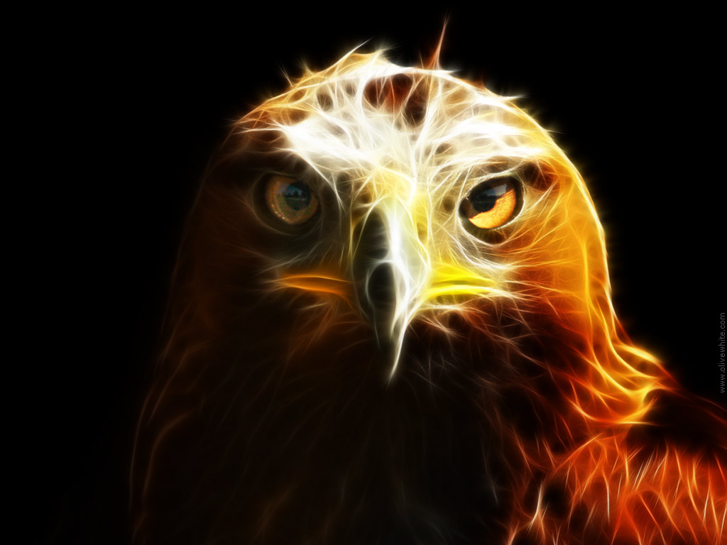  Black  Eagles  Wallpapers  Quotes Blogs