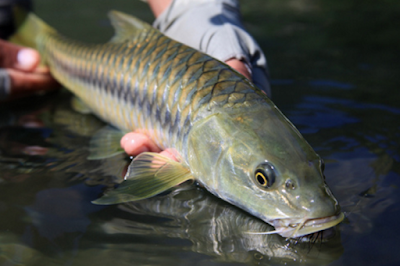 Serunya Casting Mahseer dan Hampala dengan Lure Bulu Ayam Ala Angler Aceh