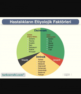 Etiyoloji Nedir?