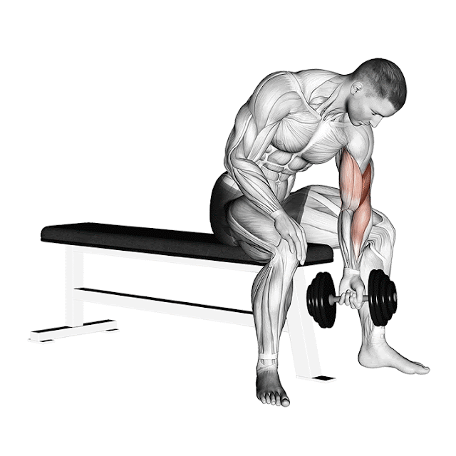 Incorporate Concentration Curls