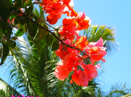 Cabo San Lucas 6 031