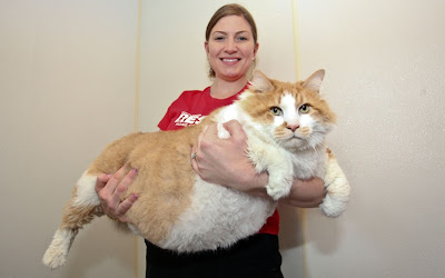 worlds_fattest_cat