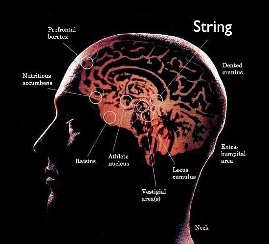 Brain String1