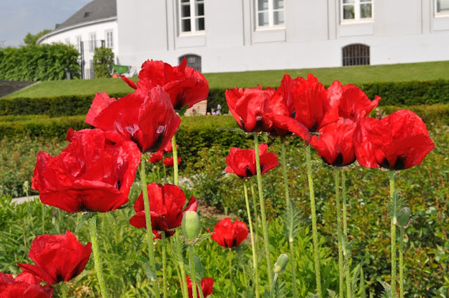 papaver bracteatum