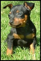 pinscher05