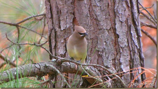 Birds Cedar waxwing_002