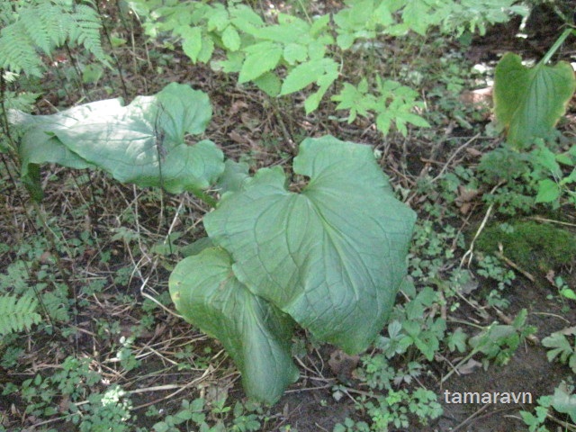 Связноплодник почколистный (Symplocarpus renifolius)