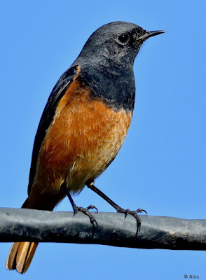 "Black Redstart (Phoenicurus ochruros) perched on a cable, displaying dark plumage with contrasting orange-red tail feathers. Winter common migrant to Mount Abu."