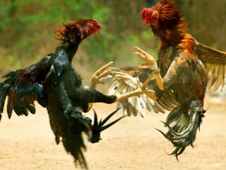 Amalan dan Mantra Menang dalam Perjudian  Judi Sabung Ayam