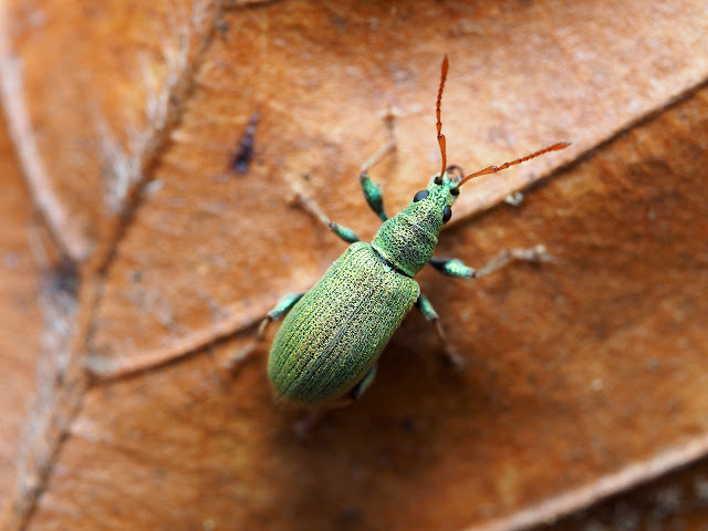 Wildlife Makroaufnahme eines Grünrüsslers